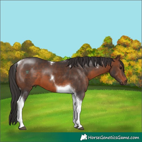 Horse Color:Brown Tobiano