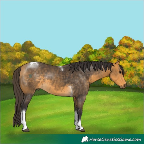 Horse Color:Buckskin Tobiano