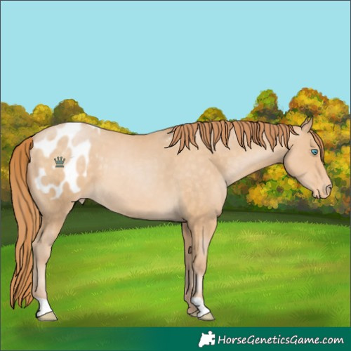 Horse Color:Buckskin Pearl Blanket