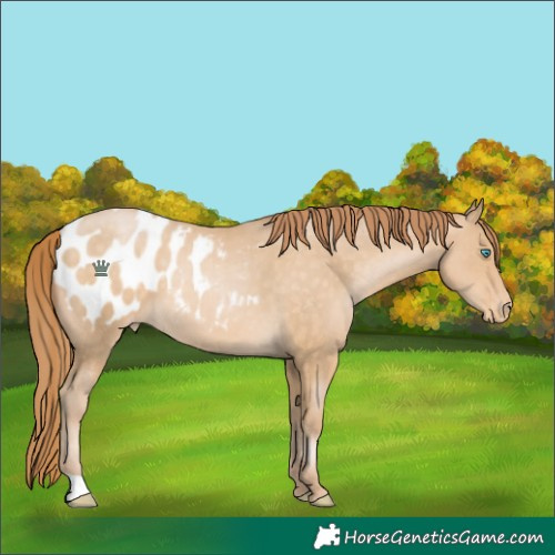 Horse Color:Buckskin Pearl Blanket