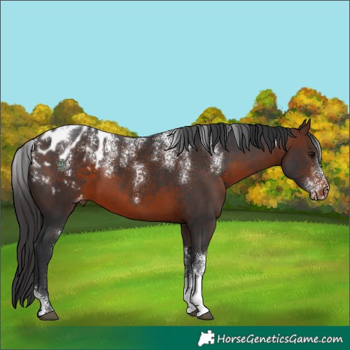 Horse Color:Powder White Brown Blanket 