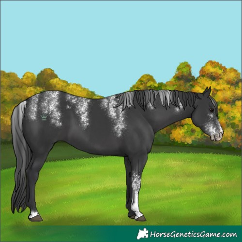 Horse Color:Powder White Black 