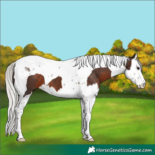 Horse Color:Silver Brown Splash Tobiano