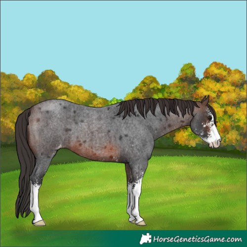 Horse Color:Brown Roan Mushroom Sabino Varnish