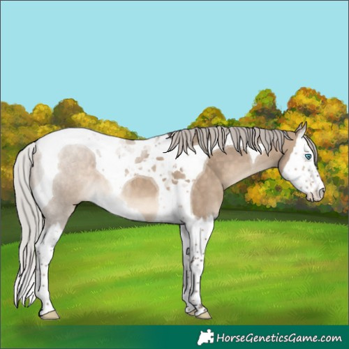 Horse Color:Silver Brown Dun Splash Tobiano