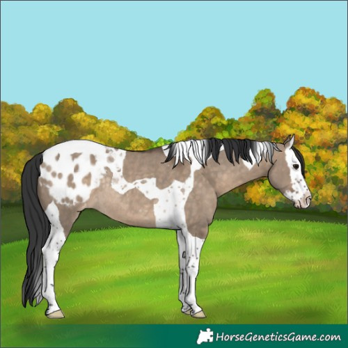 Horse Color:Brown Dun Splash Tobiano Varnish Rabicano 