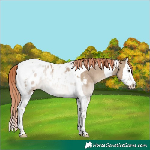 Horse Color:Liver Red Dun Splash Tobiano Blanket Rabicano 