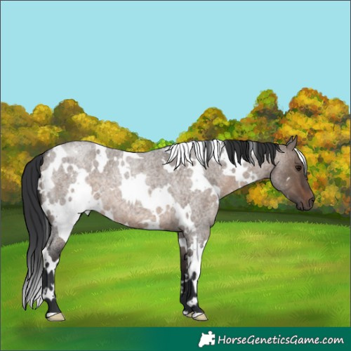 Horse Color:White Spotted Brown Roan Dun