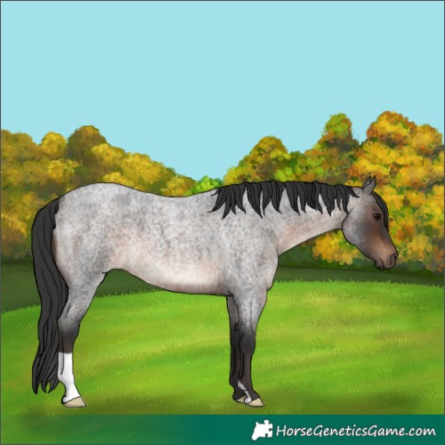 Horse Color:Brown Roan 