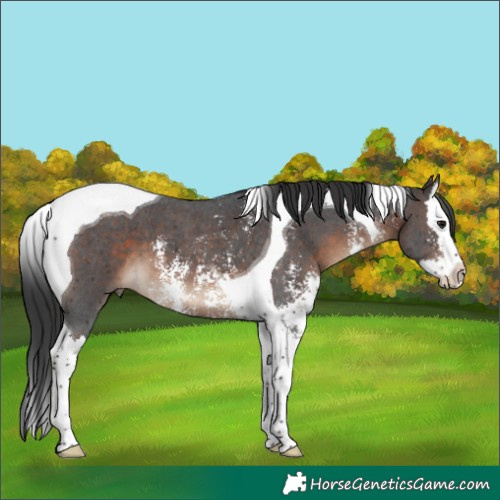 Horse Color:Brown Sabino Splash Tobiano 