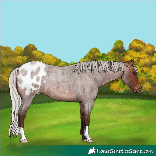 Horse Color:Silver Brown Roan Blanket