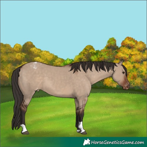 Horse Color:Liver Red Dun Tobiano Varnish