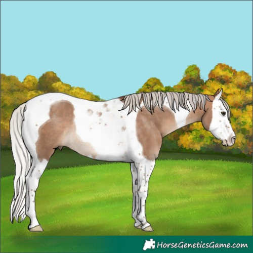 Horse Color:Silver Bay Dun Splash Tobiano Rabicano 