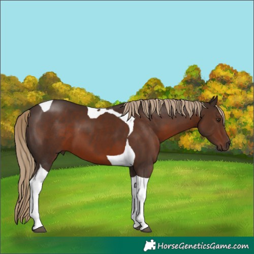 Horse Color:Liver Chestnut Tobiano