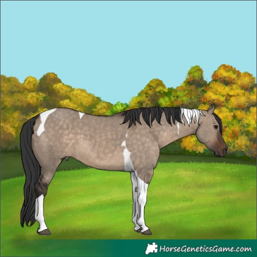 Horse Color:Brown Dun Tobiano