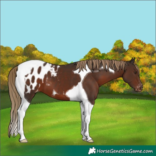 Horse Color:Liver Chestnut Tobiano Blanket 