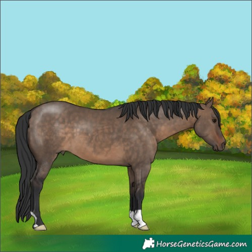 Horse Color:Brown Dun