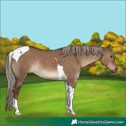 Horse Color:Liver Red Dun Tobiano Rabicano