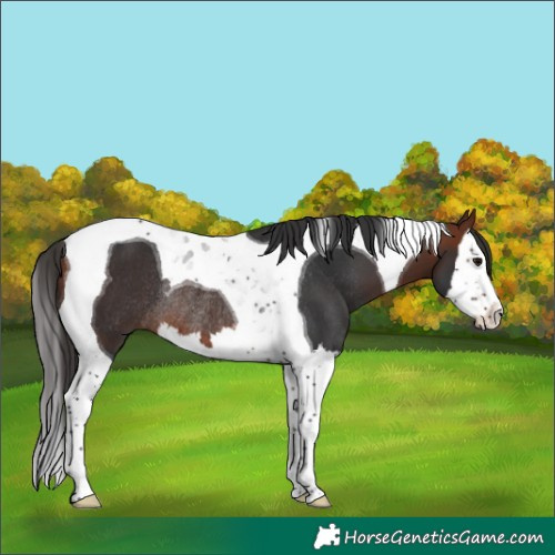 Horse Color:Bay Splash Tobiano Rabicano 
