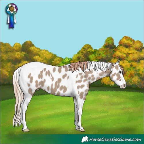 Horse Color:Liver Red Dun Splash Tobiano Near Leopard