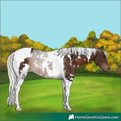 Horse Color:White Spotted Silver Brown Tobiano 