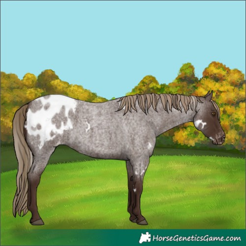Horse Color:White Spotted Liver Red Roan Blanket Rabicano
