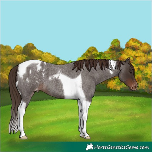 Horse Color:Liver Red Roan Tobiano Blanket