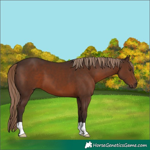 Horse Color:Liver Chestnut