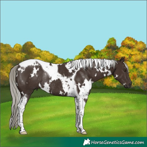 Horse Color:White Spotted Liver Chestnut Mushroom Tobiano Rabicano 