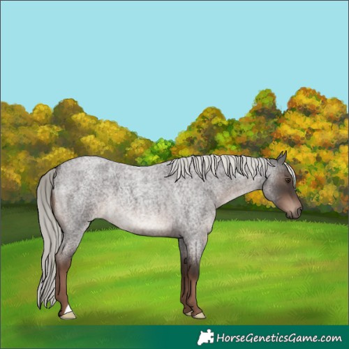 Horse Color:Liver Red Roan Mushroom