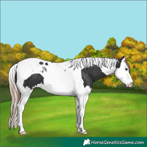 Horse Color:Liver Chestnut Splash Tobiano