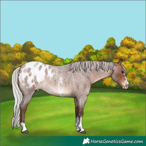 Horse Color:Silver Brown Roan Sabino Blanket