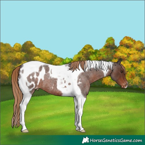 Horse Color:Liver Red Roan Tobiano Blanket