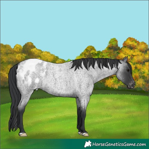 Horse Color:Blue Roan Blanket