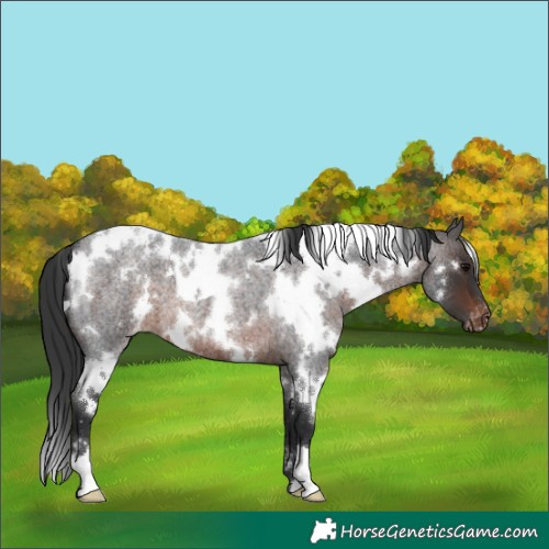 Horse Color:White Spotted Brown Roan Varnish 