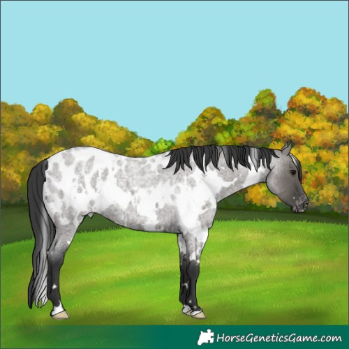 Horse Color:White Spotted Grullo Roan Blanket
