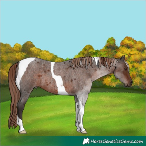 Horse Color:Liver Red Roan Tobiano 