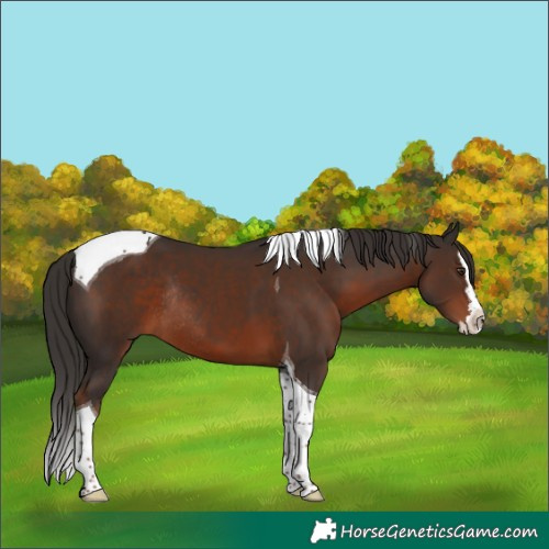 Horse Color:Liver Chestnut Splash Tobiano Rabicano