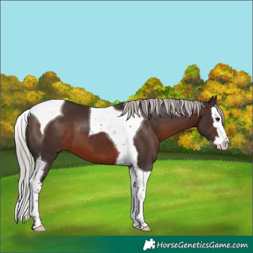 Horse Color:Silver Brown Splash Tobiano 