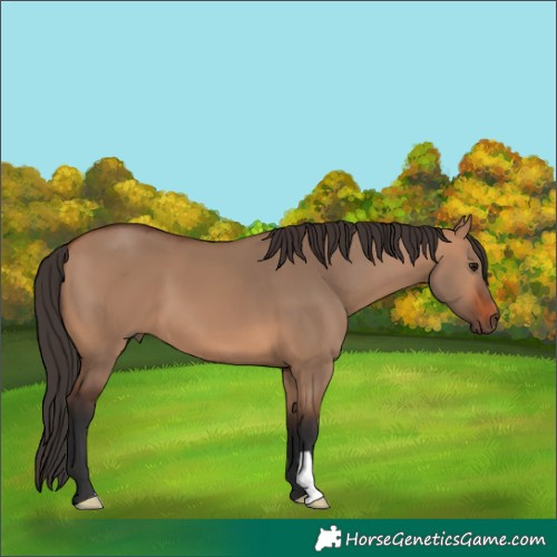 Horse Color:Bay Dun 