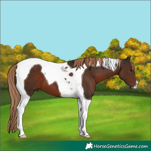 Horse Color:Liver Chestnut Tobiano