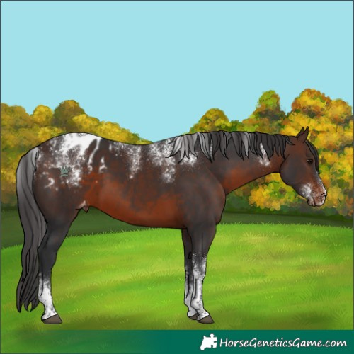 Horse Color:Powder White Brown Blanket