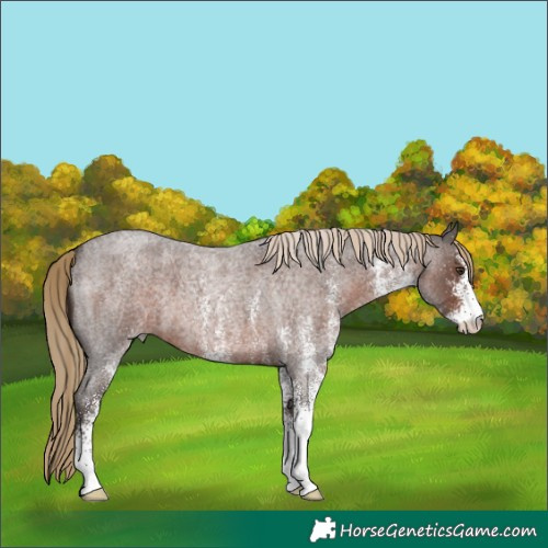 Horse Color:White Spotted Liver Red Roan