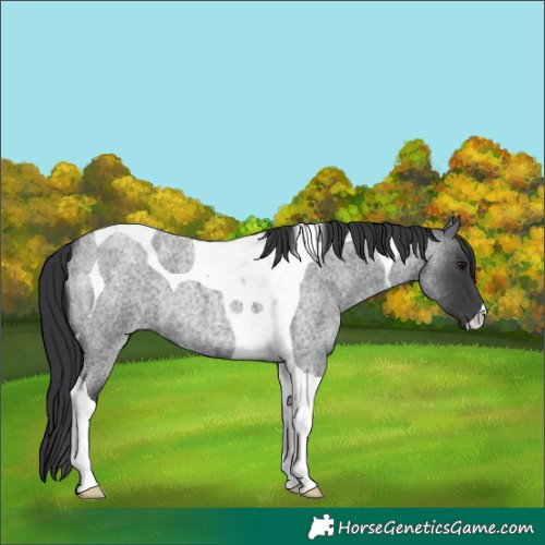 Horse Color:Blue Roan Tobiano 