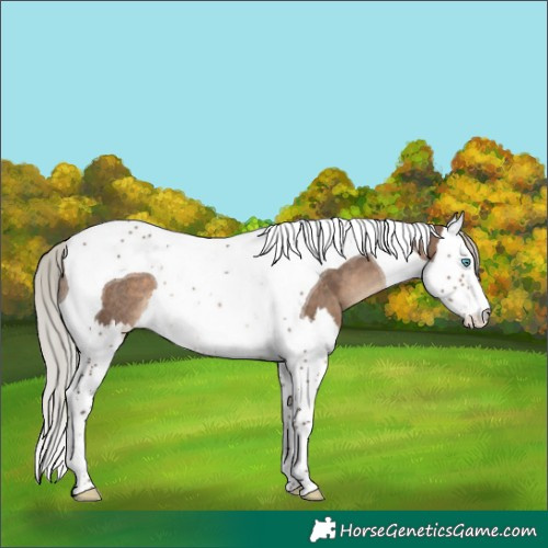 Horse Color:Silver Brown Dun Splash Tobiano Rabicano