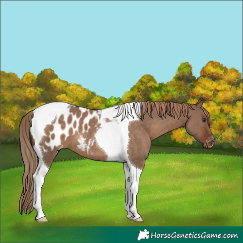 Horse Color:Liver Red Dun Tobiano Blanket 