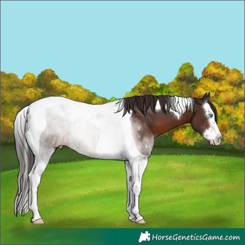 Horse Color:Liver Chestnut Splash Tobiano Rabicano