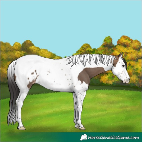 Horse Color:Brown Dun Splash Tobiano Blanket 