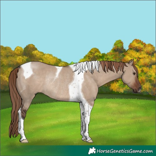 Horse Color:Liver Red Dun Tobiano Rabicano 