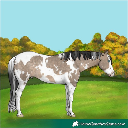Horse Color:White Spotted Brown Dun Splash Tobiano Rabicano